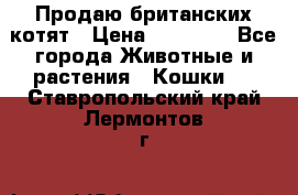 Продаю британских котят › Цена ­ 30 000 - Все города Животные и растения » Кошки   . Ставропольский край,Лермонтов г.